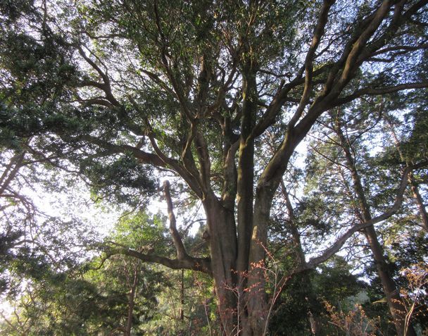 長楽寺の桜とホルトの木