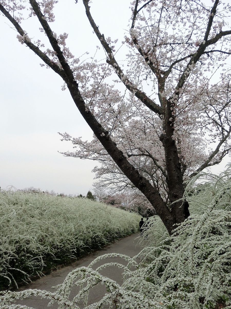 雪柳と桜の競演