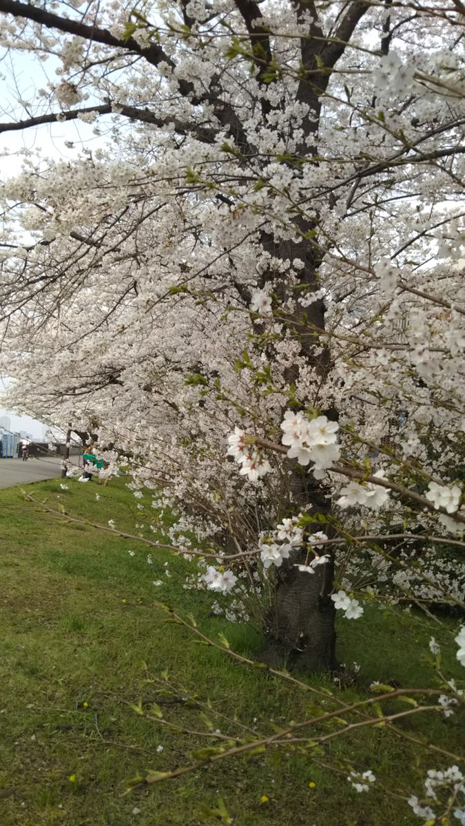 続 春のうららの隅田川🌸