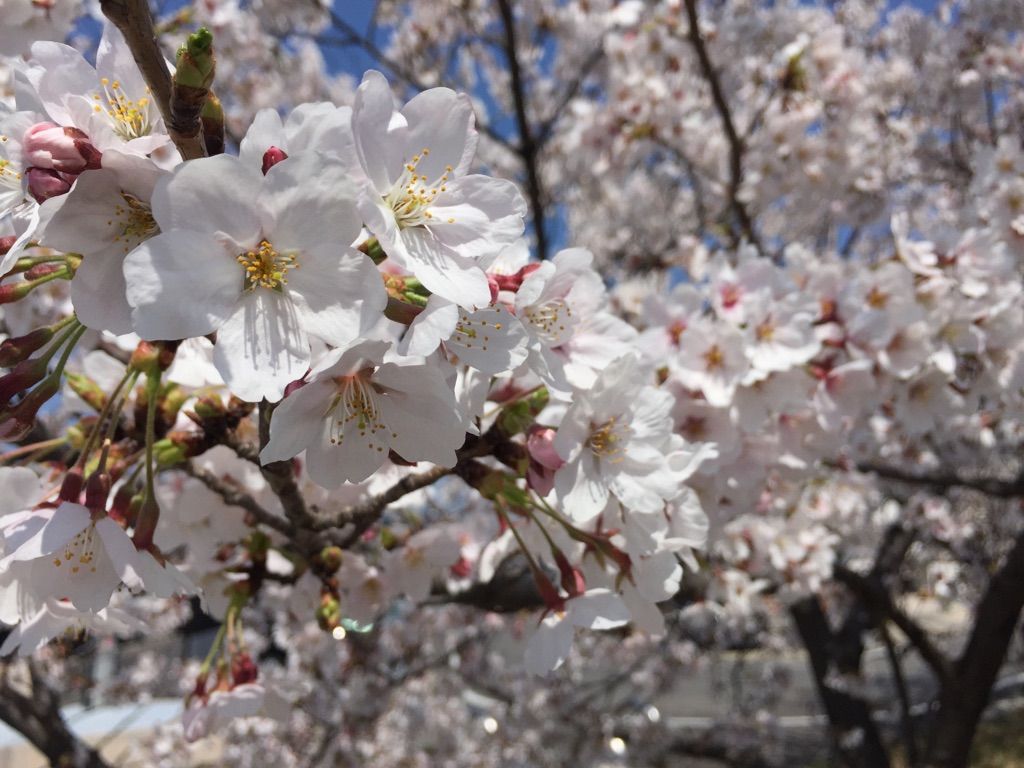 桜散歩✿～三日目～