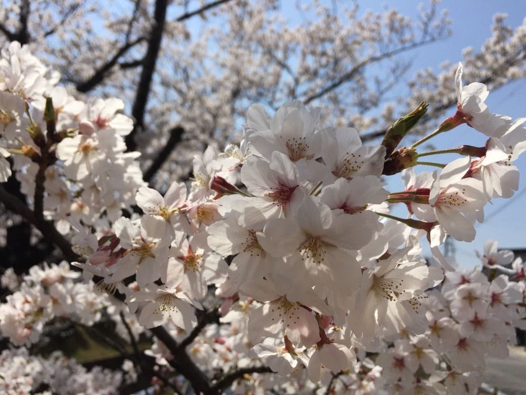 桜散歩✿～三日目～
