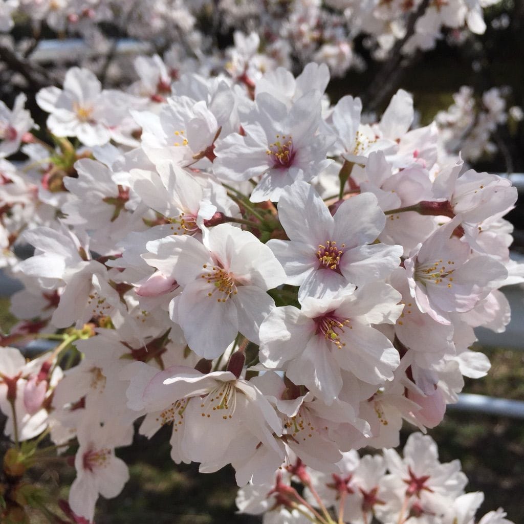 桜散歩✿～三日目～