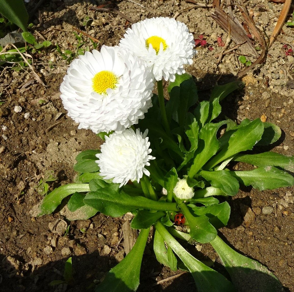 水色のフリフリ（虫の話あり）