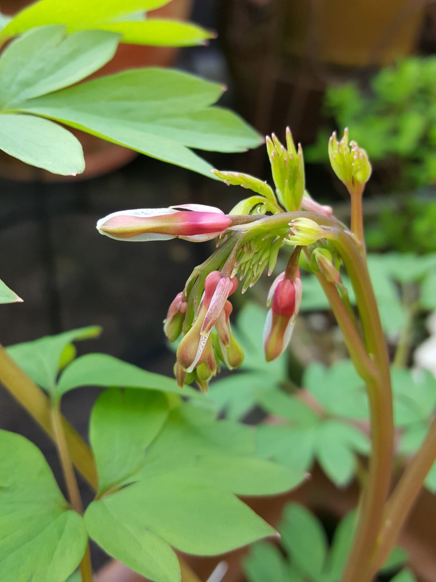 ふくおかルーバルガーデン2～春の庭便り❗タイツリソウに花💠