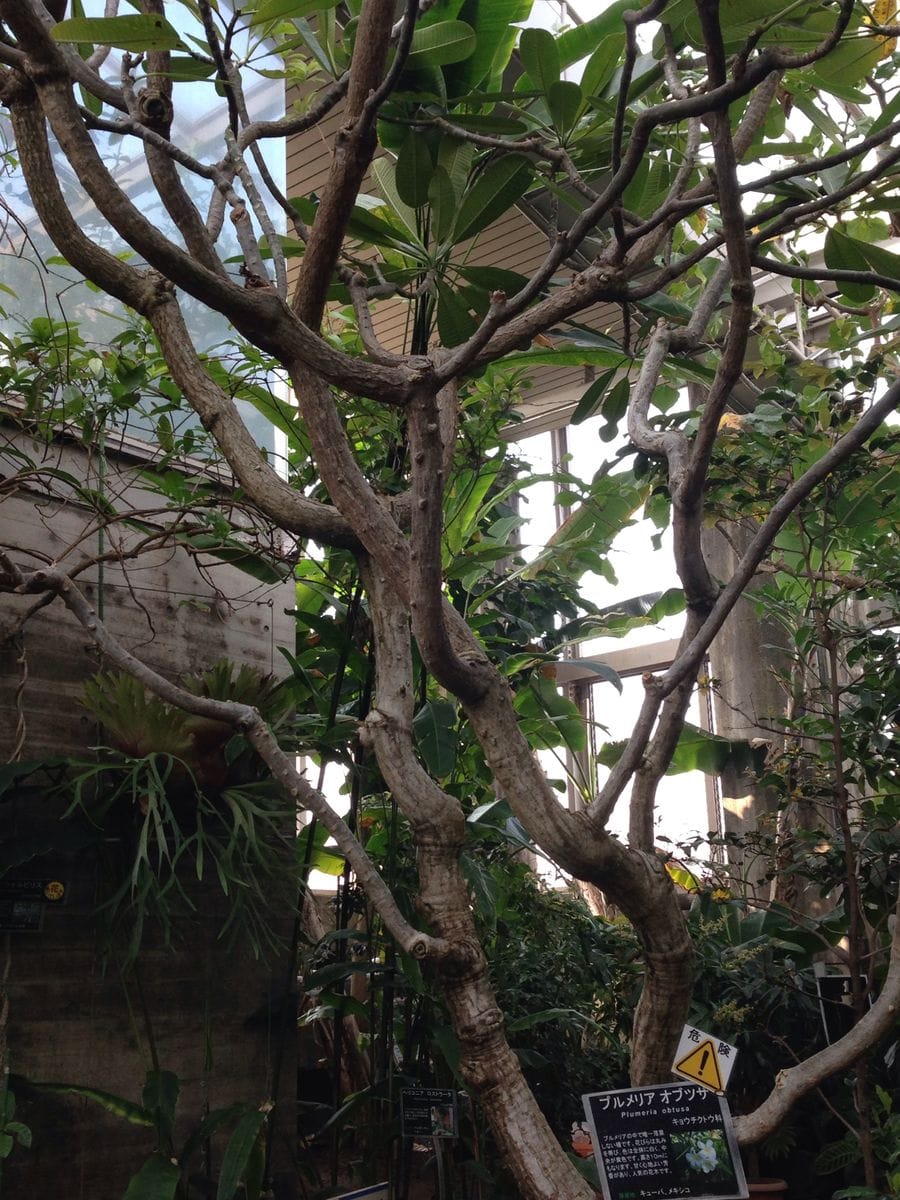 板橋区立熱帯環境植物館②