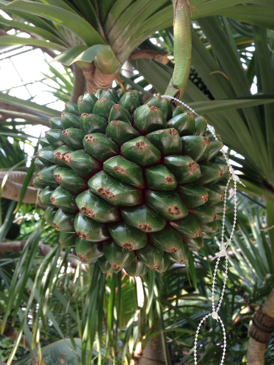 板橋区立熱帯環境植物館②