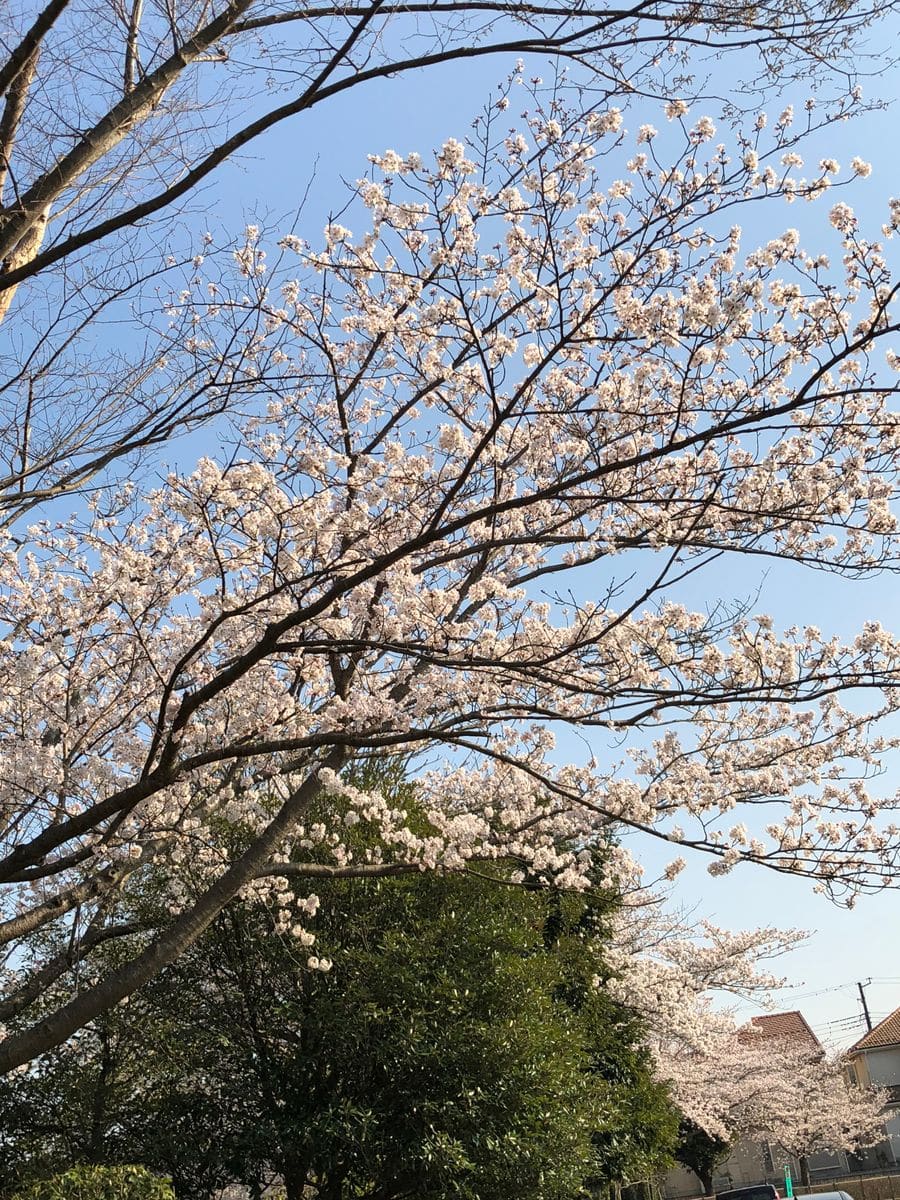 花見もどき🌸