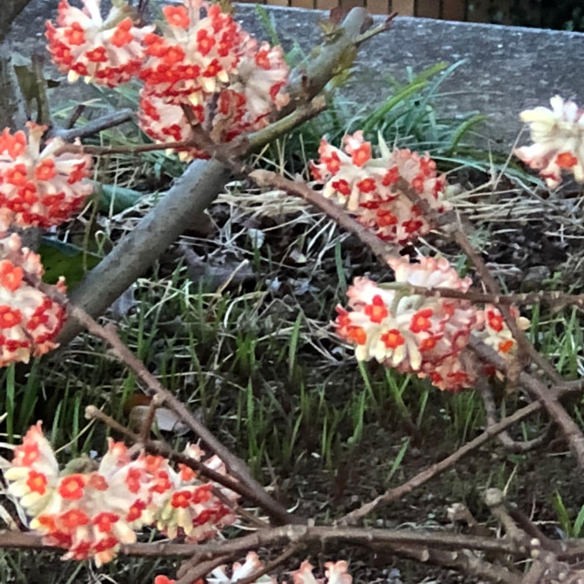 山野草の奥さんのお庭から花便り