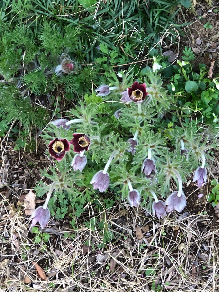 山野草の奥さんのお庭から花便り