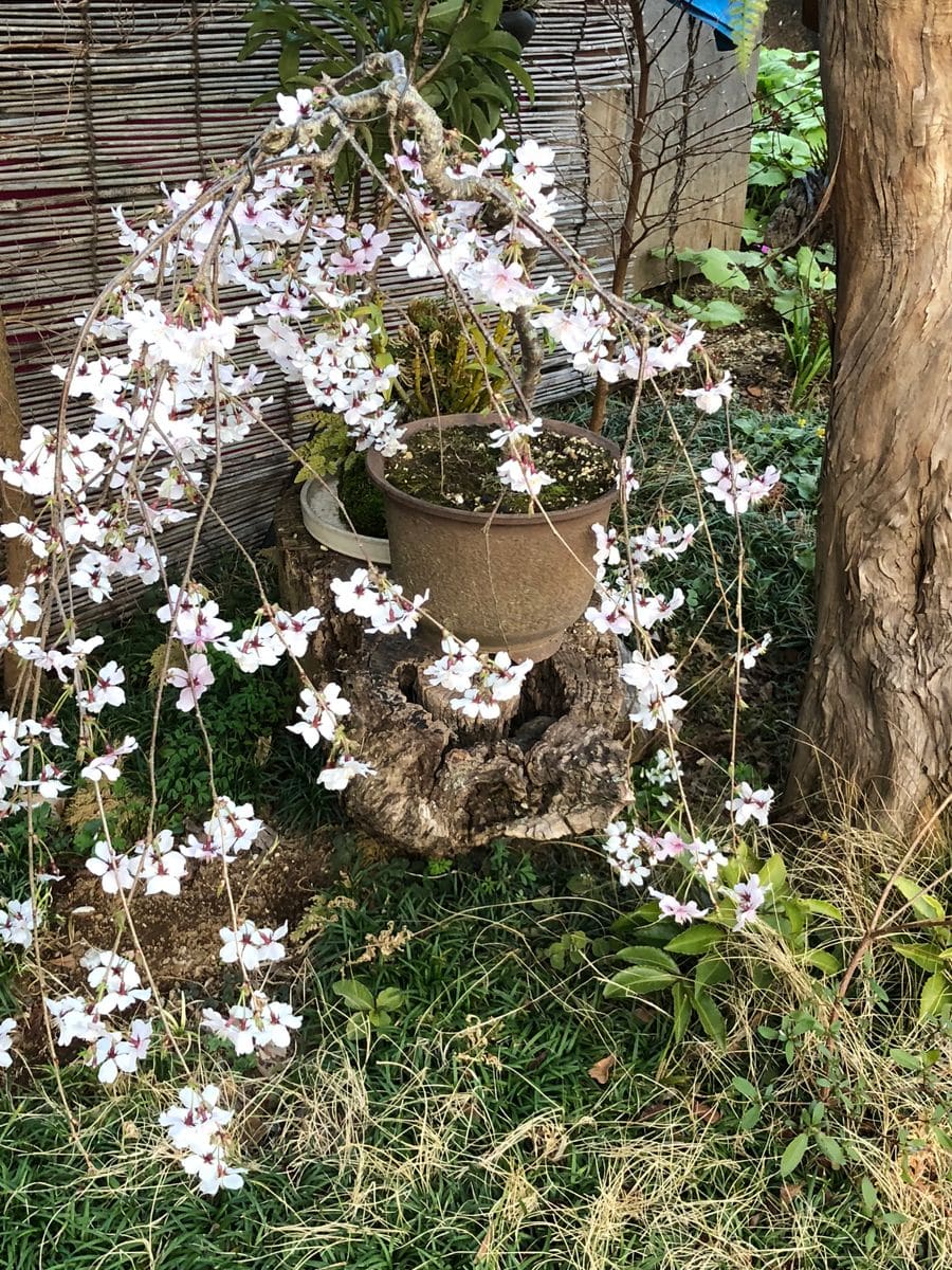 山野草の奥さんのお庭から花便り