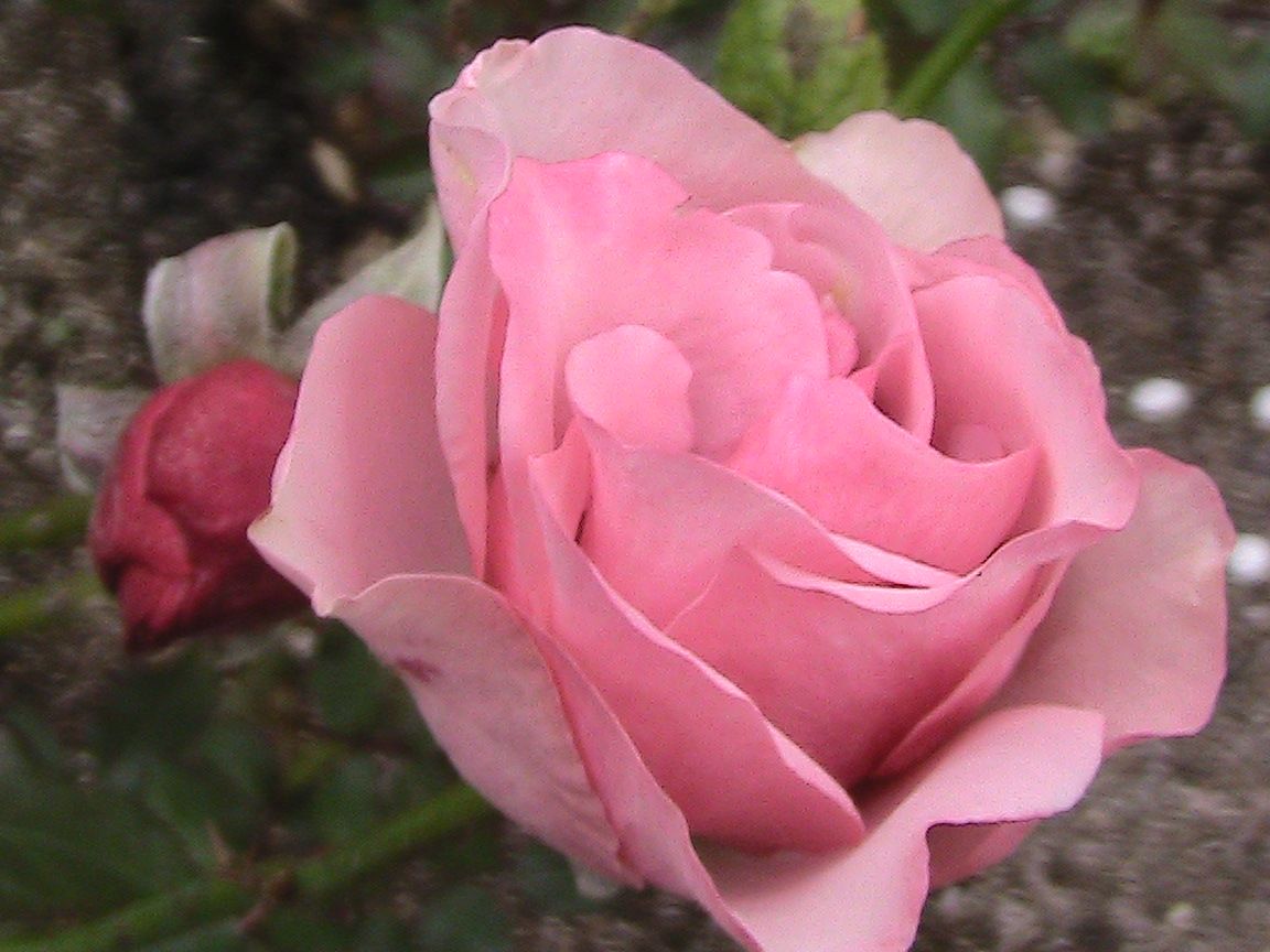 2017年・見に行った晩秋の公園で出会った薔薇たち！！