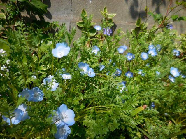 今日の花・・青シリーズ