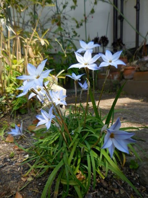 今日の花・・青シリーズ