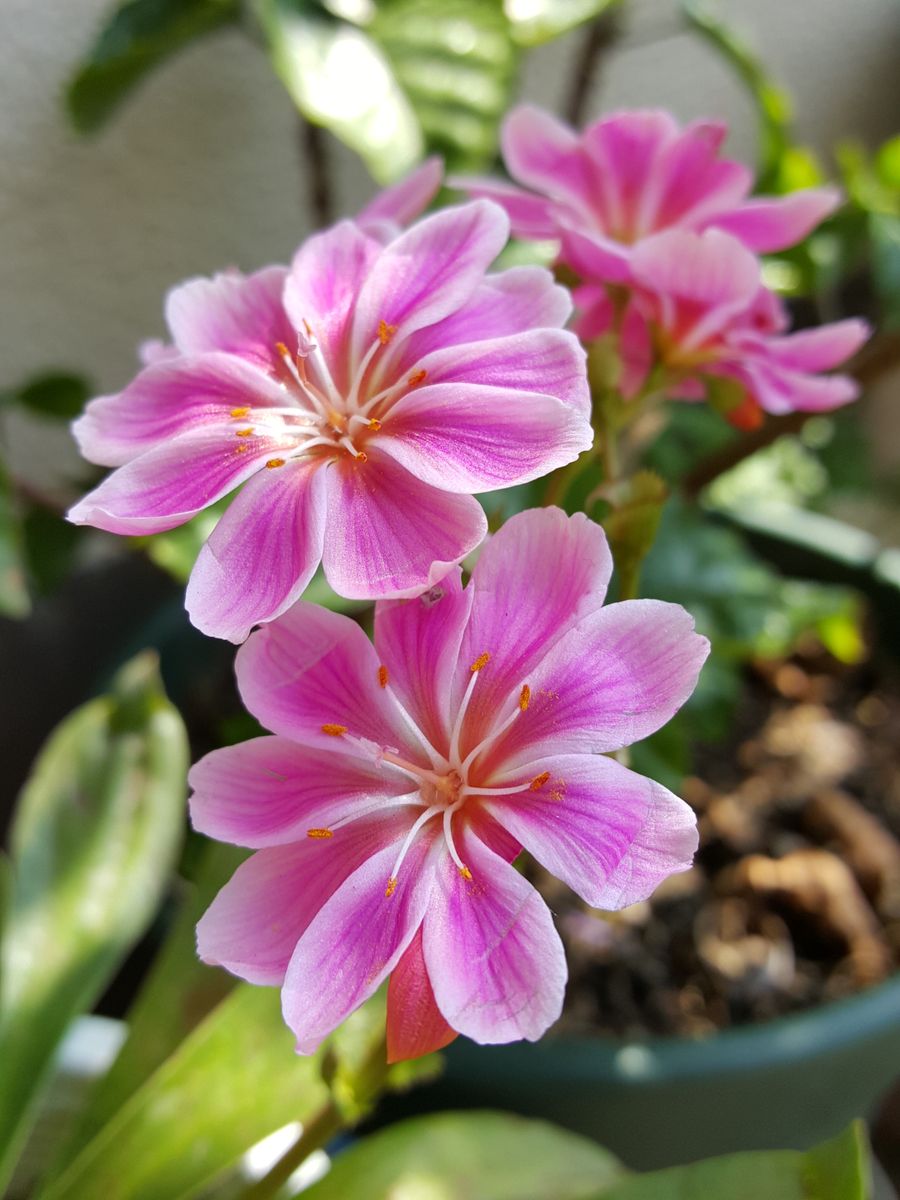 ふくおかルーバルガーデン2～春の庭、ボケの白い花💠