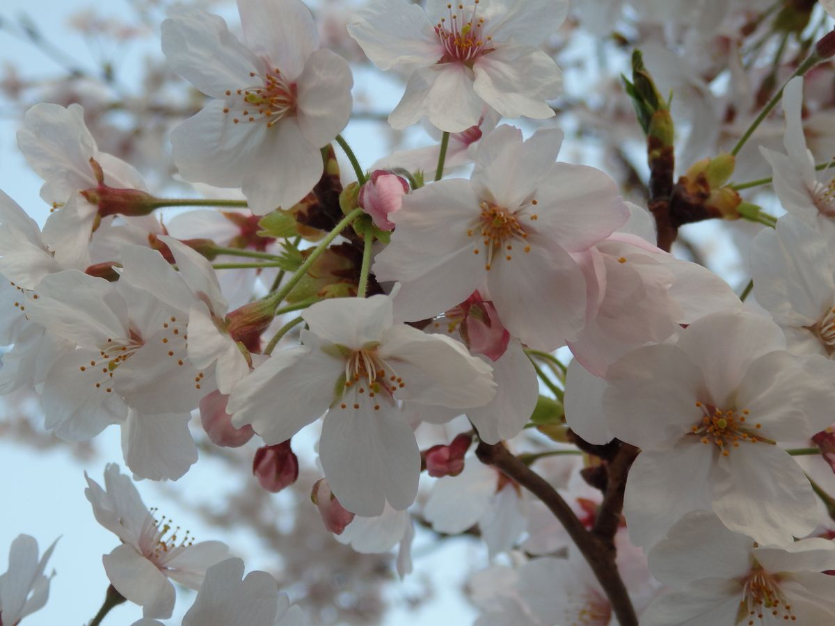 桜カラー