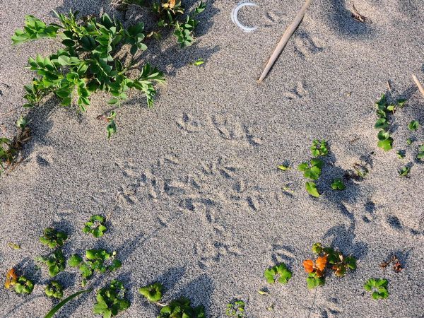 浜の植物