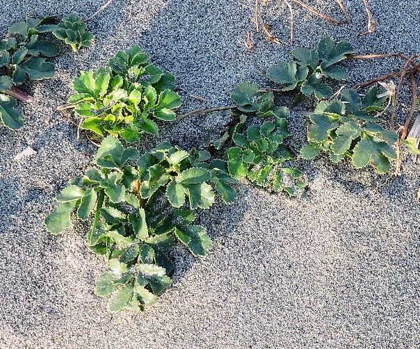 浜の植物