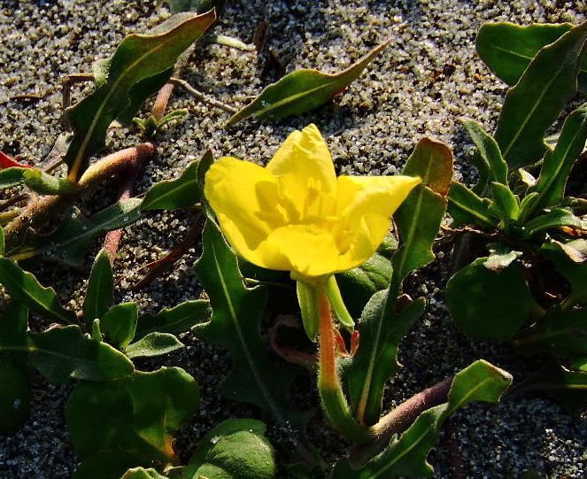 浜の植物