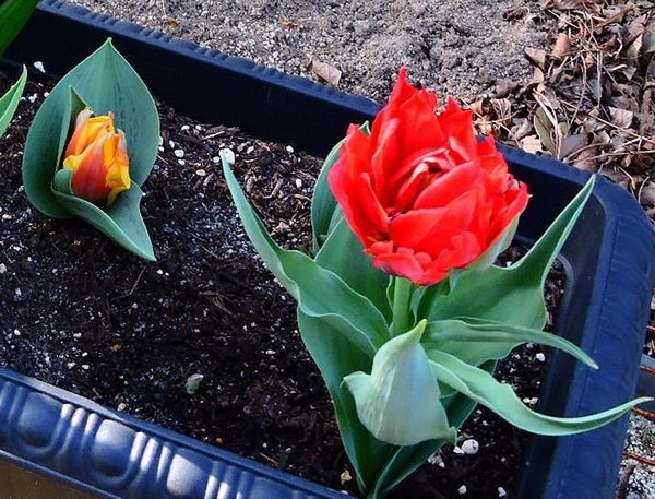 咲いたチューリップの花が