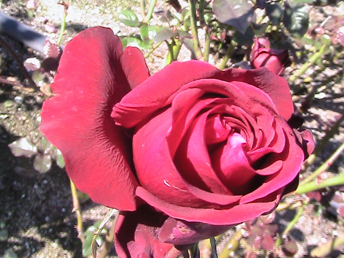 2017年・見に行った晩秋の公園で出会った薔薇たち！！