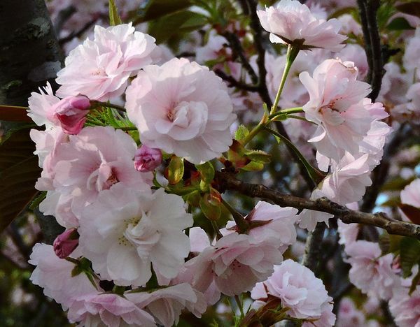 釣行後の花見