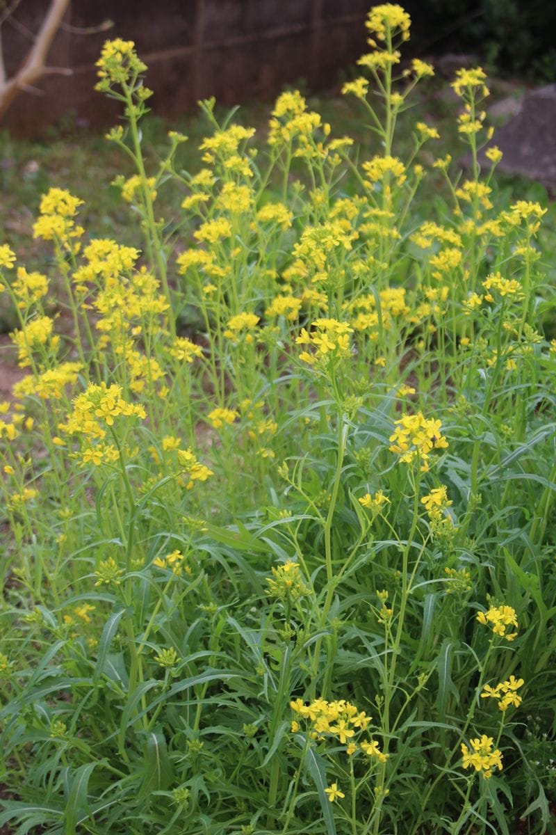 春は黄色のお花から