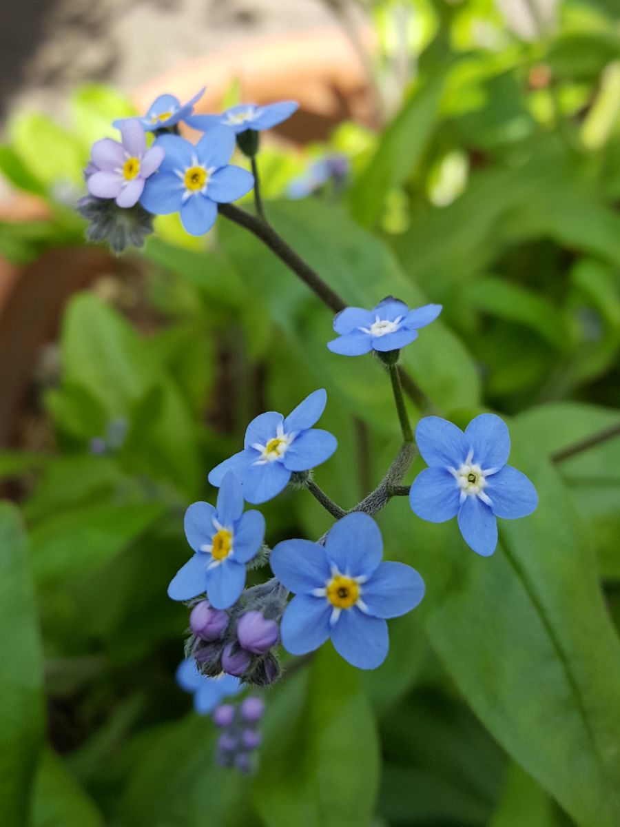 ふくおかルーバルガーデン2～春の庭、満開の🌷💠たち