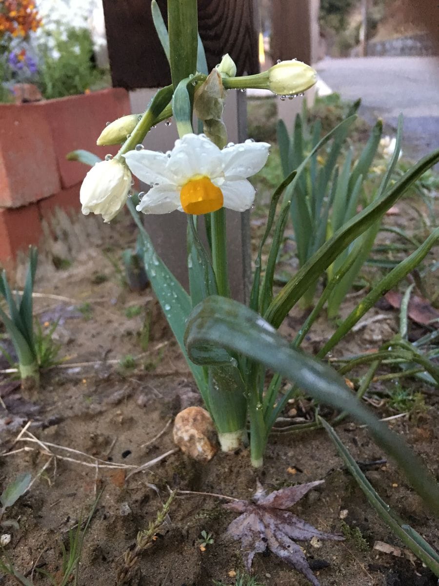 水仙と花壇作りと記念樹