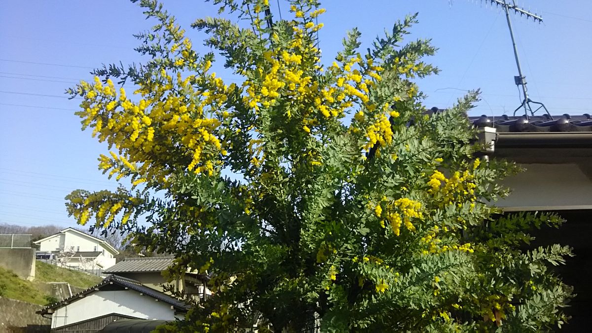 散歩道の花