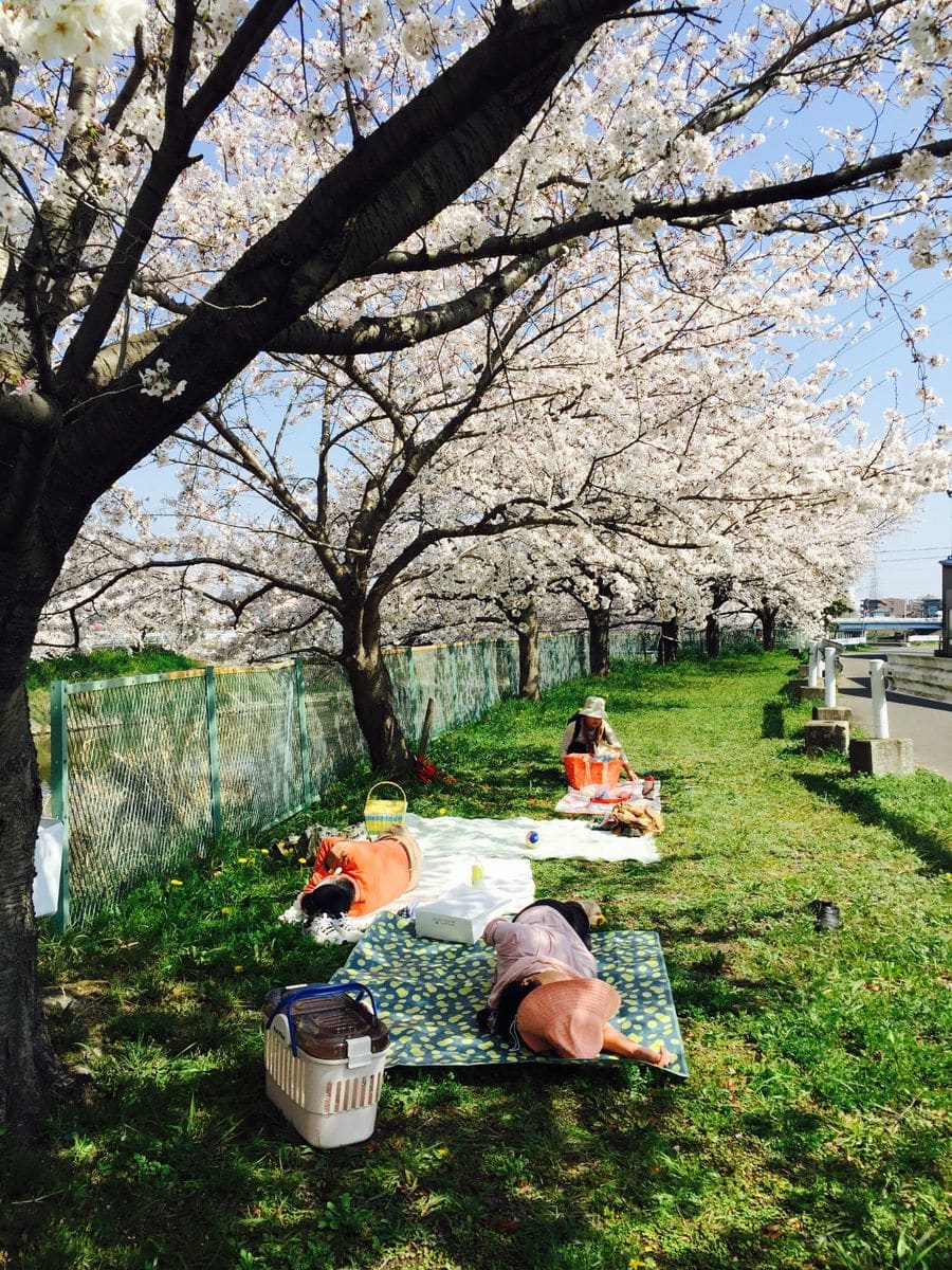 桜満喫♡