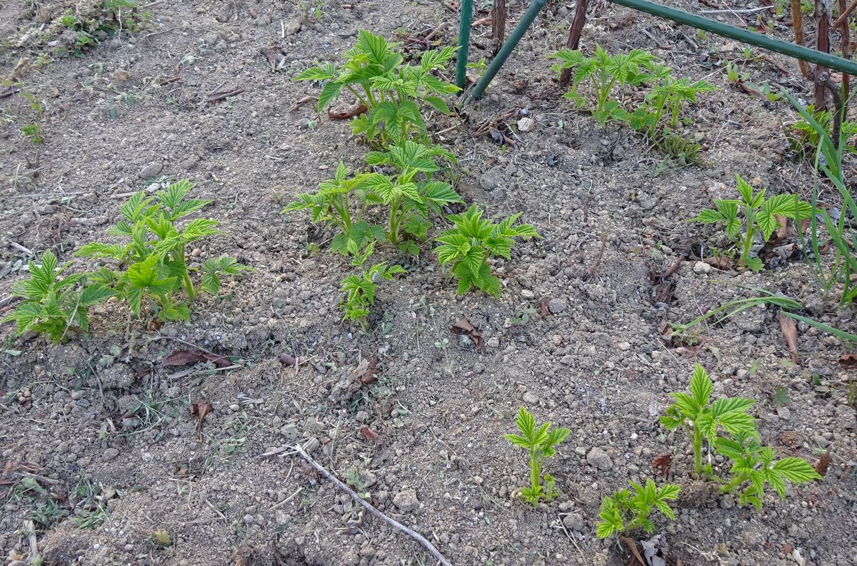 ネギを植える　②（虫の話あり）