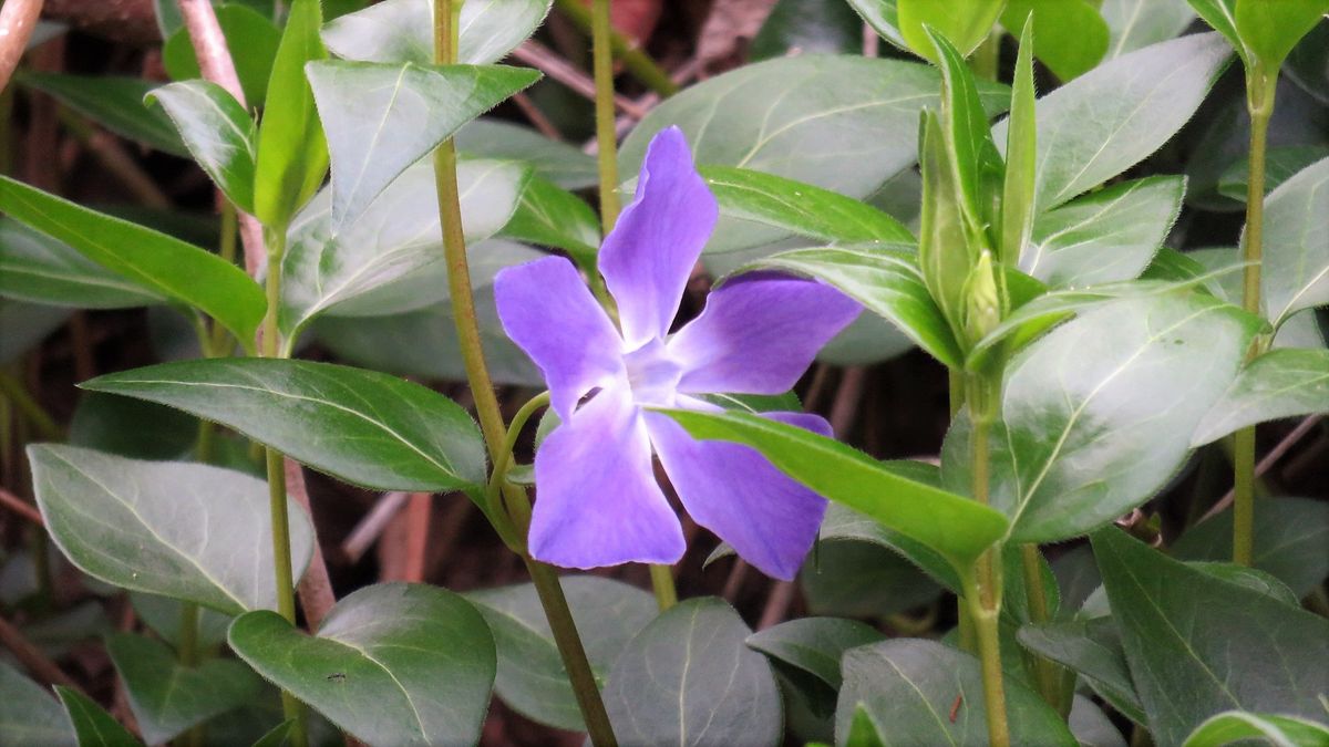 裏山で見つけたアケビと蔓日々草