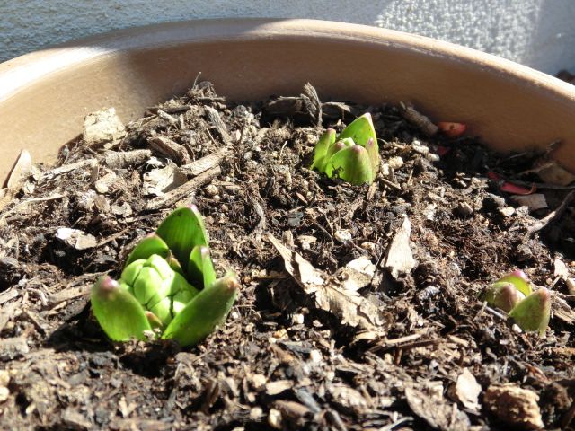 小さな芽