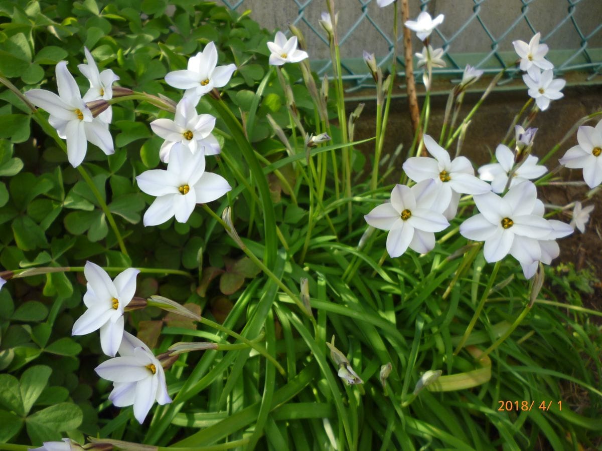 ４月１日庭の花