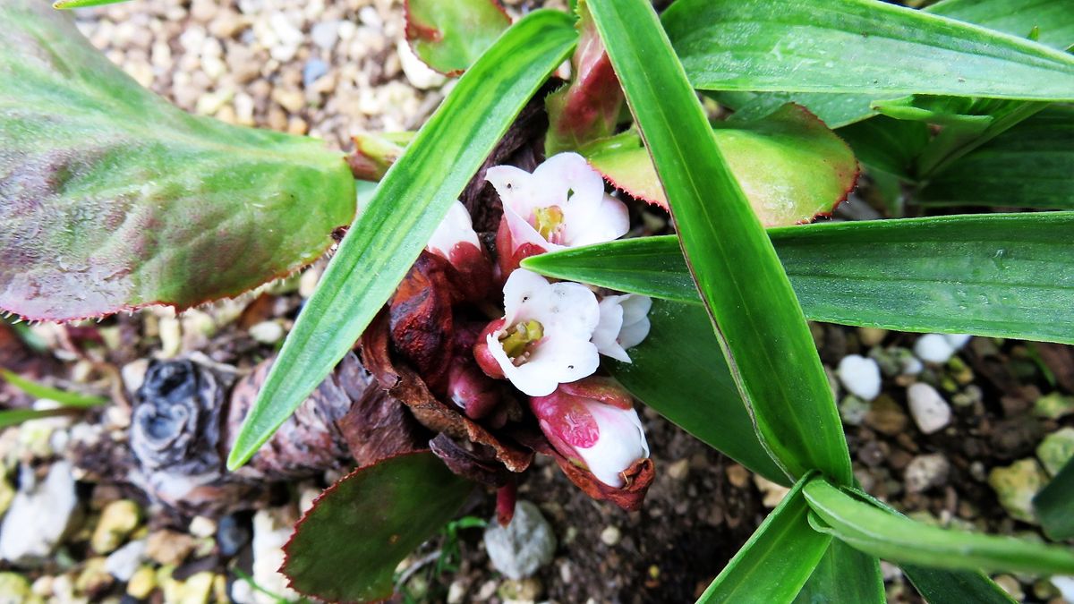 色々な花が咲き始めましたね～①