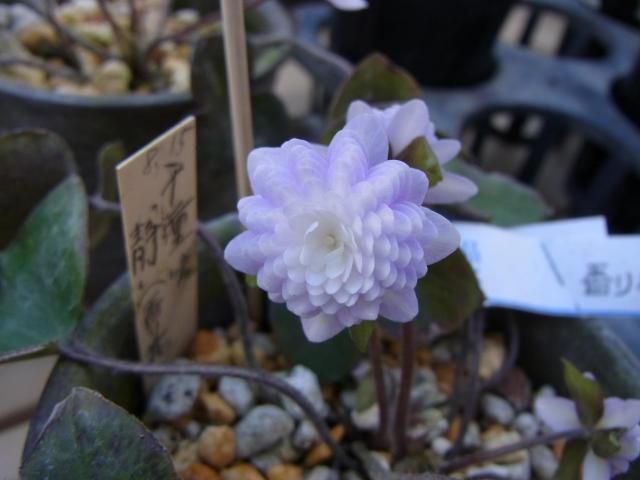 芳しき香り～雪割り草の花！