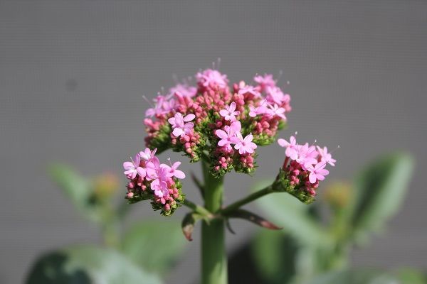 ピンクの花三種