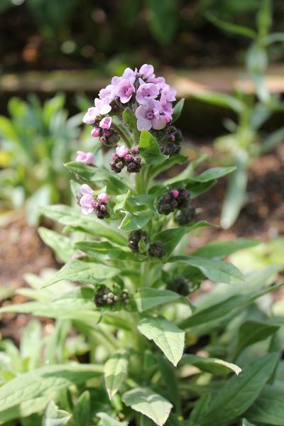 ピンクの花三種