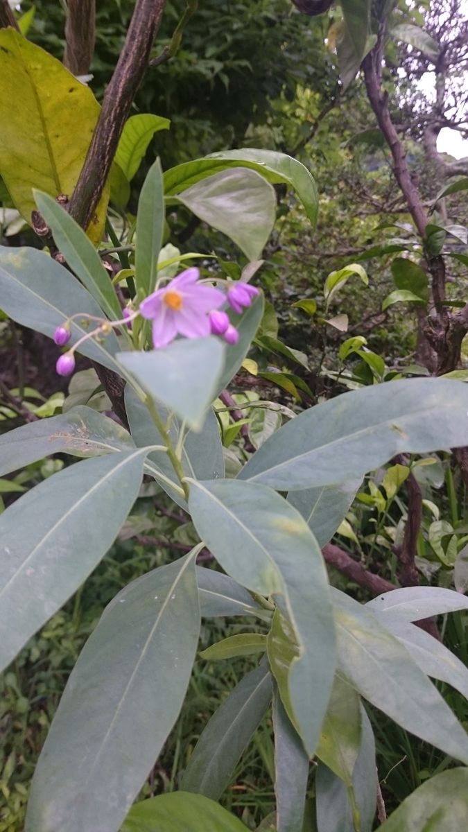 この花の名前教えて下さい。