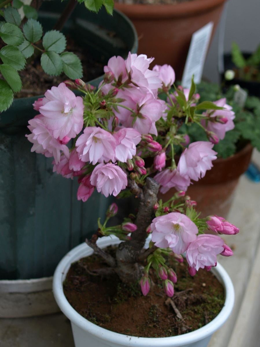 ベランダでのお花見