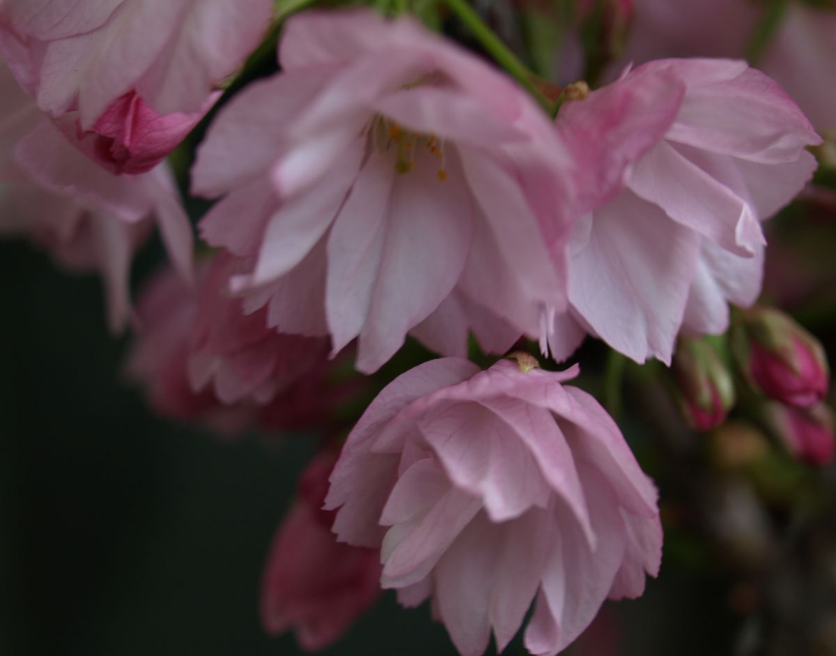 ベランダでのお花見