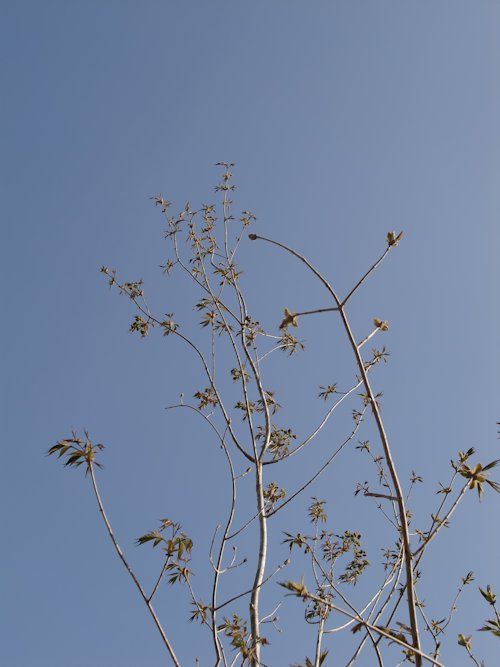 芽吹きと咲くお花