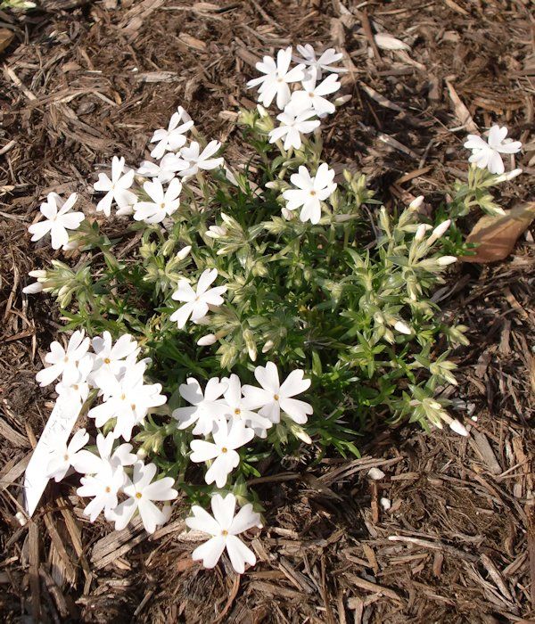 芽吹きと咲くお花