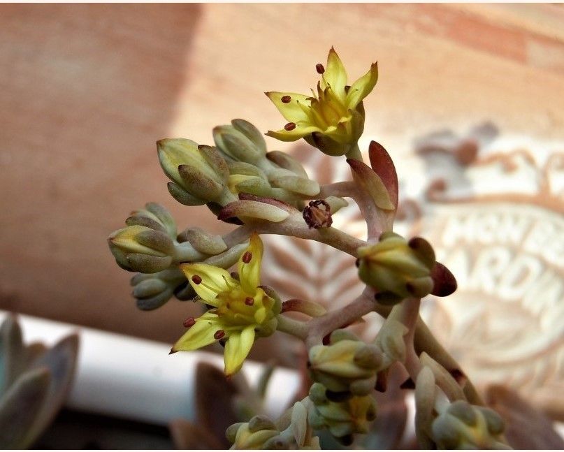 🌵多肉植物の小さな小さな花たち🌵