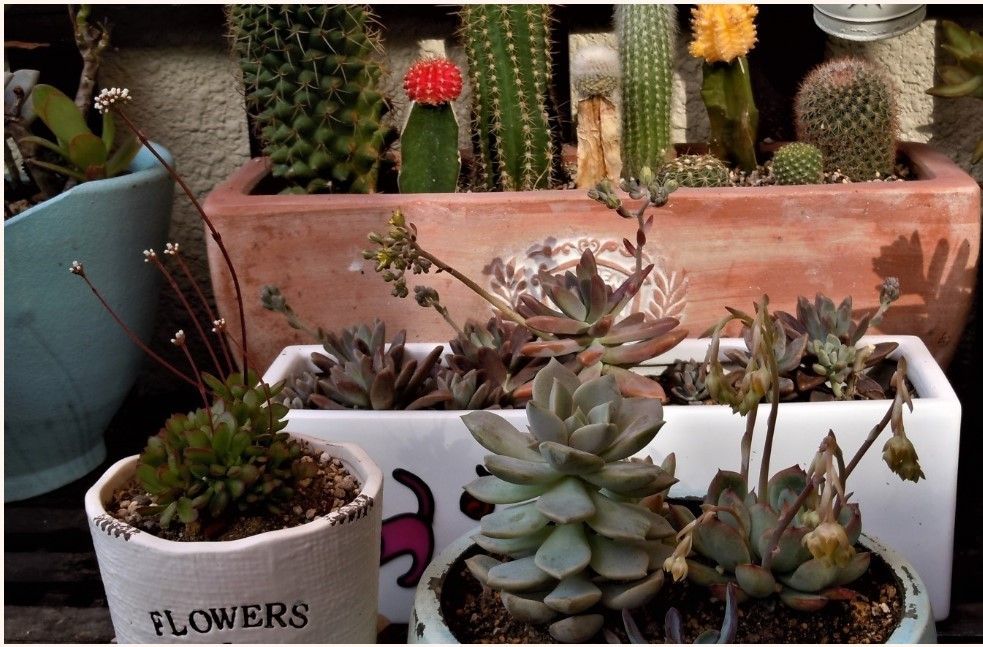 🌵多肉植物の小さな小さな花たち🌵