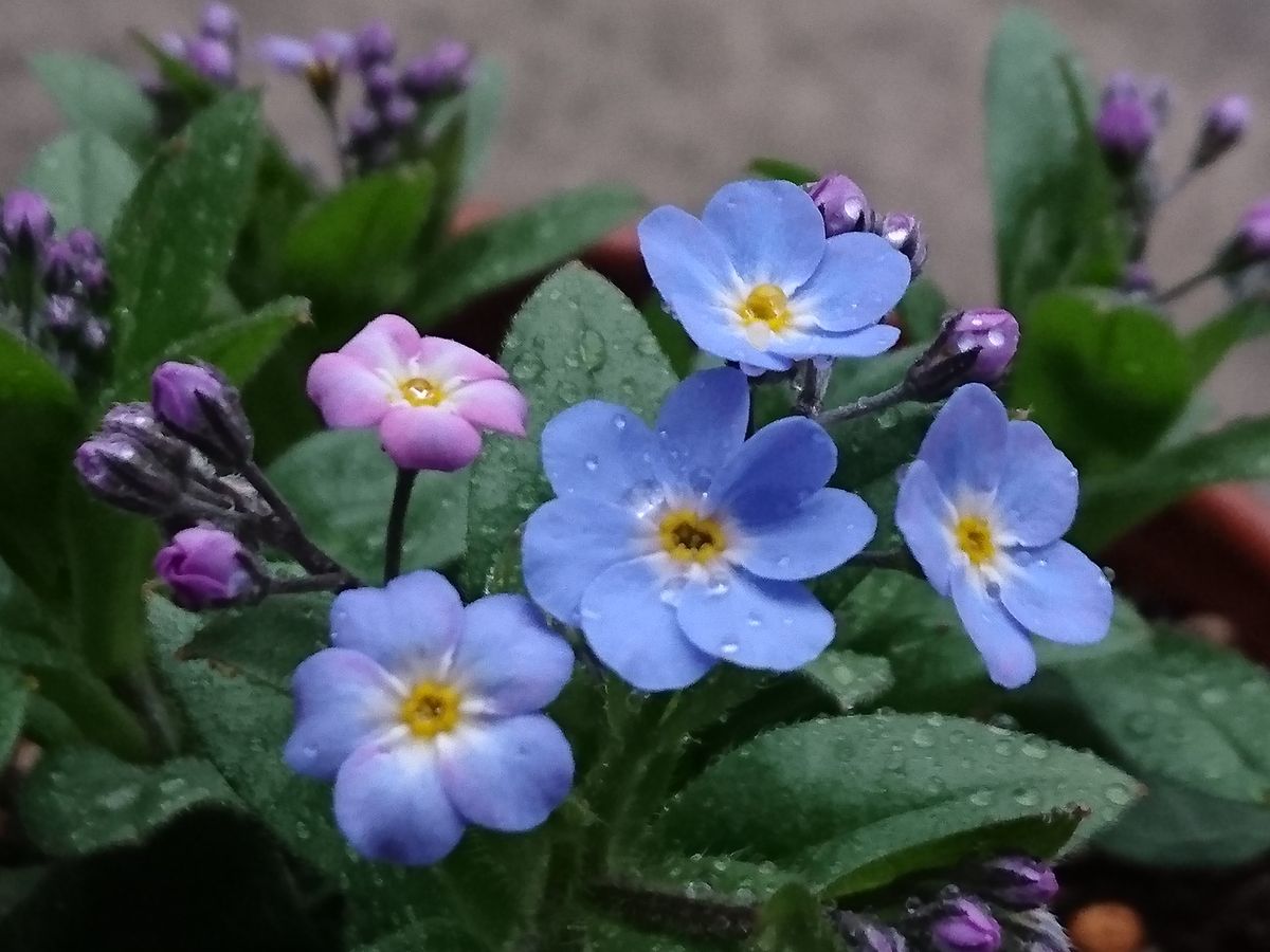 ブルー系のお花が好き✨