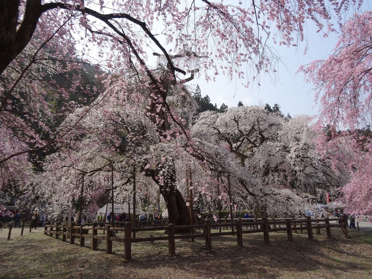 秩父の桜