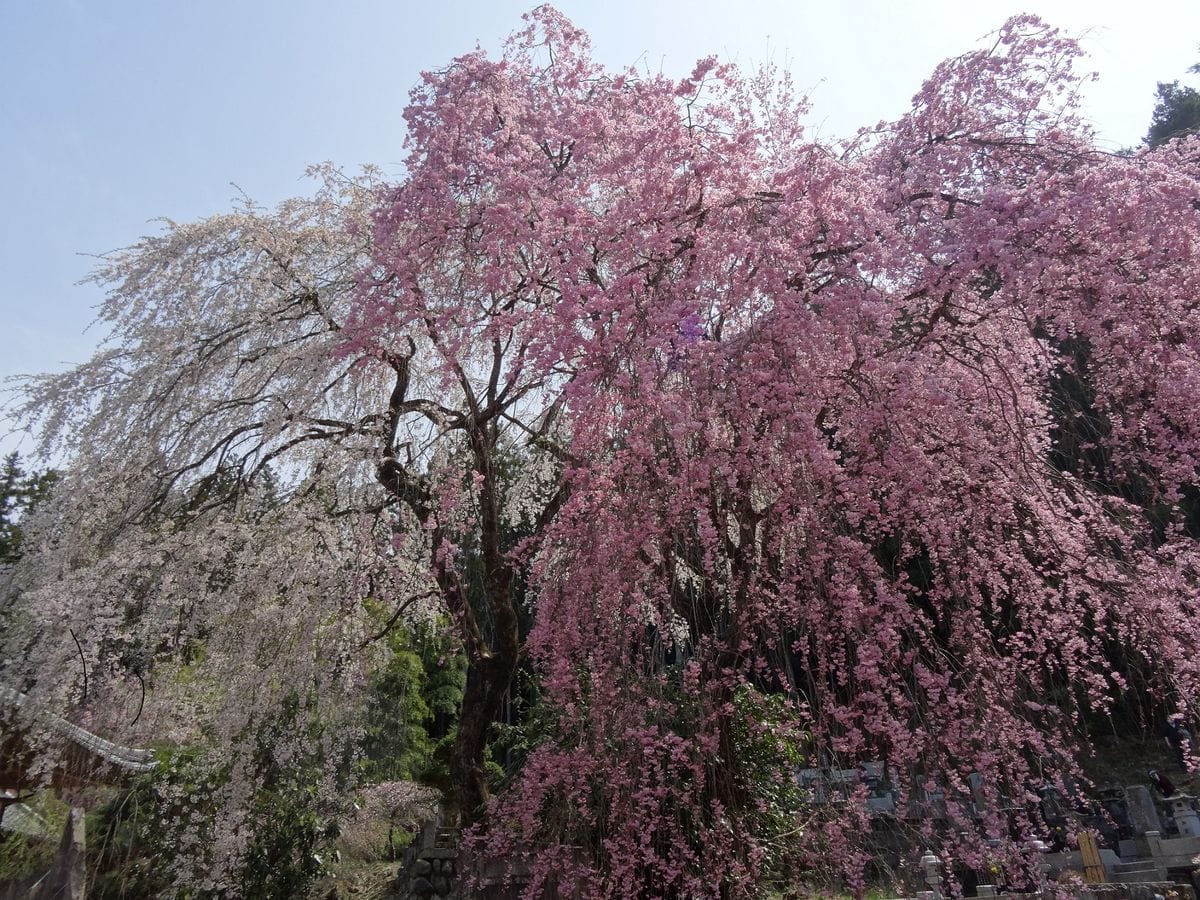 秩父の桜