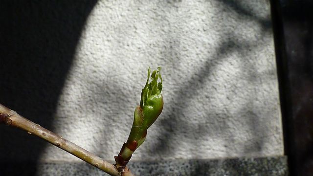 真冬のたねまき。