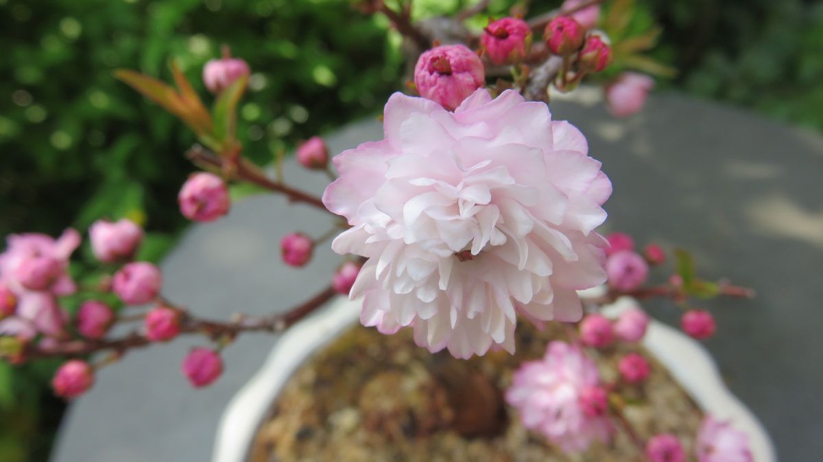 今年も咲き始めました～定期便